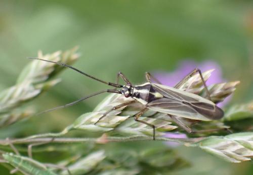 Réf. 303 072 : Leptopterna dolabrata